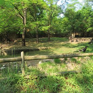 Mixed-species African yard (right side)- 6/18/23