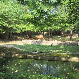 Mixed-species African yard (left side)- 6/18/23