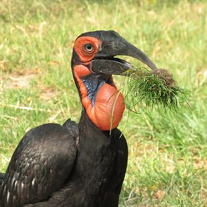 Southern Ground Hornbill - 6/18/23