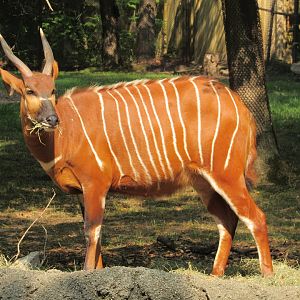 Eastern Bongo - 6/18/23