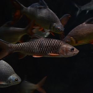 Hampala barb (Hampala macrolepidota)