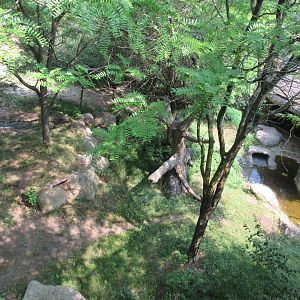 Lion Exhibit from Overlook Tower (right side) - 6/18/23