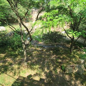 Lion Exhibit from Overlook Tower (left side) - 6/18/23