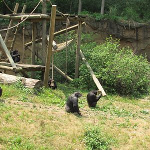 Chimpanzee troop at feeding time - 6/18/23