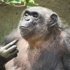 Chimpanzee Susie - 6/18/23