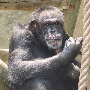 Chimpanzee Donnie - 6/18/23