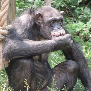 Chimpanzee Peggy - 6/18/23