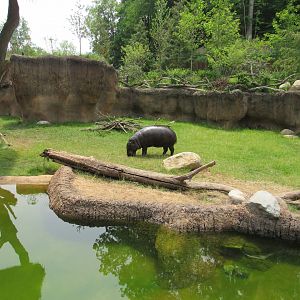 Pygmy Hippo/White Stork Exhibit (middle) - 6/18/23