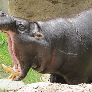 Pygmy Hippopotamus Jahari - 6/18/23