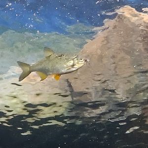 Streamside - Golden Shiner?