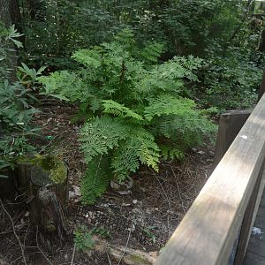Cypress Swamp - Old Gopher Tortoise/Florida Box Turtle Exhibit