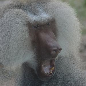Africa - Hamadryas Baboon (Papio hamadryas)
