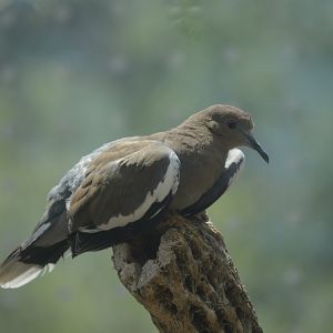 Desert - White-winged Dove (Zenaida asiatica)