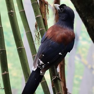 Lidth's jay (Garrulus lidthi)