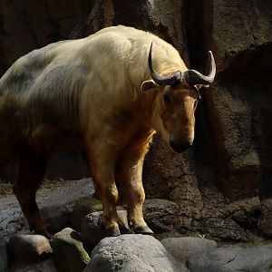 Golden Takin