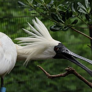 Black-faced spoonbill