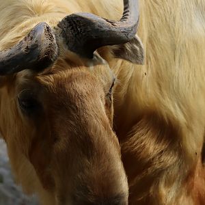Golden Takin