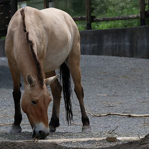Przewalski's Wild Horse