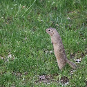 Wild European ground squirrel