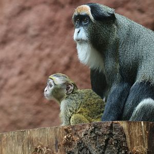 De Brazza's monkey