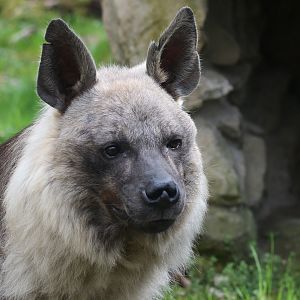 Brown hyena