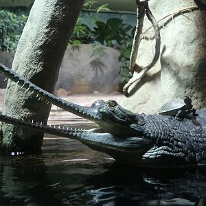 Gharial
