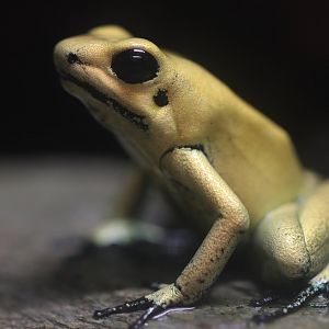 Golden poison frog