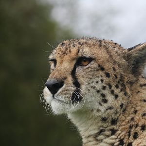 Cheetah