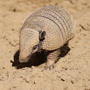 Big hairy armadillo