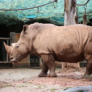 White Rhinoceros