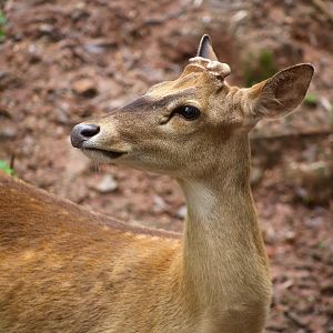 Hainan Eld's Deer (Rucervus eldii siamensis/hainanus)