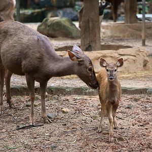 Female Sambar and Fawn