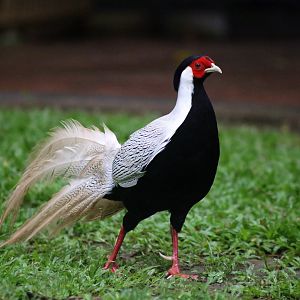 Silver Pheasant