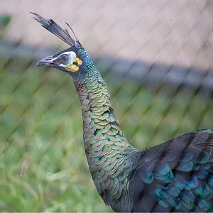 Green Peafowl