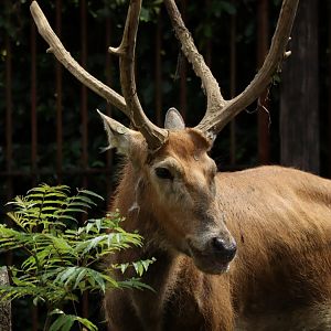 Père David's deer (Elaphurus davidianus)
