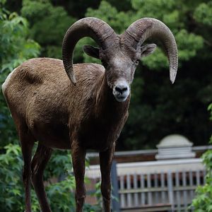 Rocky Mountain Bighorn Sheep (Ovis canadensis canadensis)