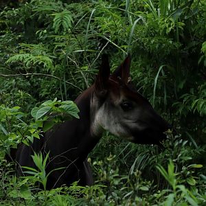 Okapi (Okapia johnstoni)