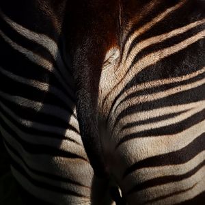 Okapi (Okapia johnstoni)