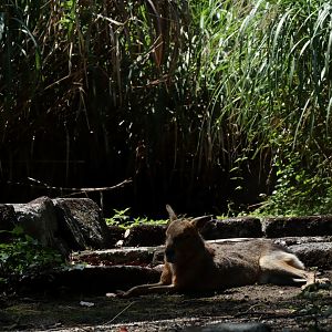 Patagonian Mara (Dolichotis patagonum)