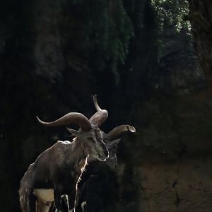 Chinese bharal (Pseudois nayaur szechuanensis)