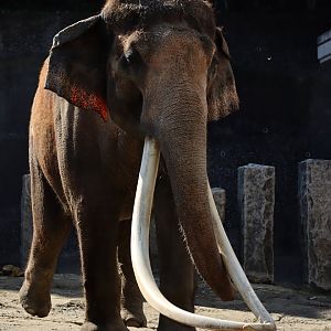 Indian elephant (Elephas maximus indicus)