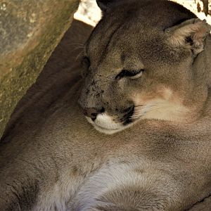 Puma (Puma concolor)