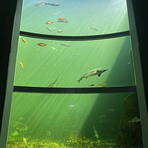 Kotka Maretarium / Baltic sea aquarium