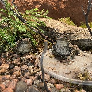 Kotka Maretarium / Common toad