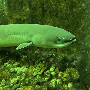 Kotka Maretarium / European eel