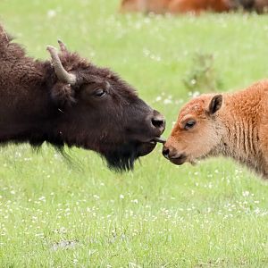 Bison mother with calf