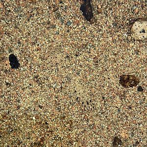 Kotka Maretarium / can you spot the flounder?