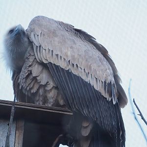 Western Eurasian griffon vulture (Gyps fulvus fulvus), 2022-12-27