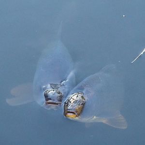 Common carps (Cyprinus carpio), 2022-12-27