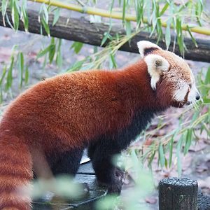 Nepalese red panda (Ailurus fulgens), 2022-12-27